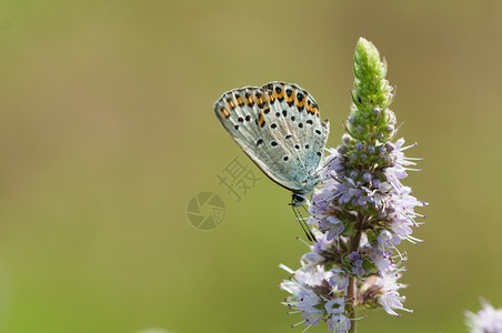蝴蝶在花朵上采集的蜜美丽收集昆虫图片