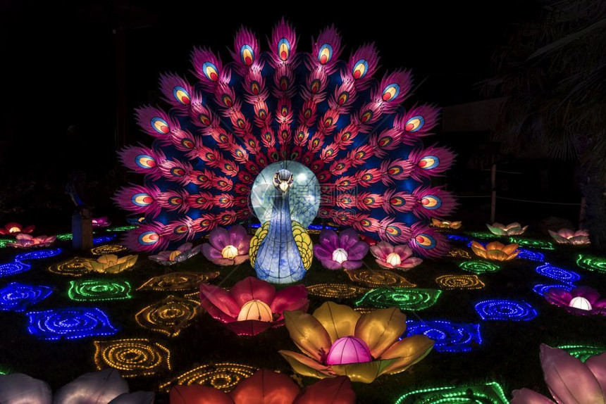 这个灯光节旨在向世界展示文化新年一光景节开始之际美丽的彩色孔雀亮光节初露台Holland27018年月0日亚洲人晚上有色图片