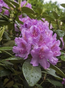 草本植物灌木紫色的美丽粉红罗多登龙树开花盛紫色罗多登龙图片