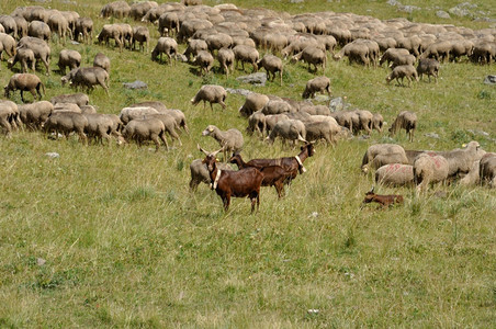 轻擦夏天阿尔卑斯山的羊群和欧洲的图片