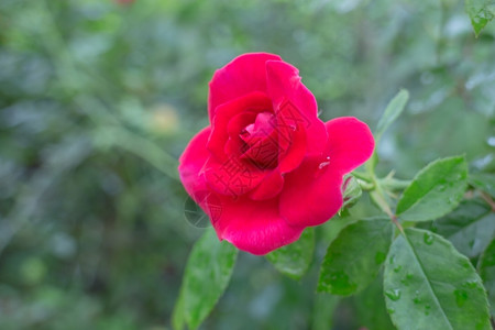 花园的红玫瑰灌丛股票照片美丽荒野灌木丛图片