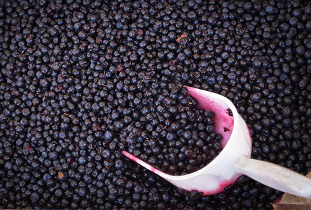 在当地市场上出售的蓝莓有机采摘色图片