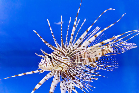 自然野生动物一条大浮游鱼类在蓝盐水中带刺和条纹单眼图片