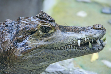 鳄鱼头特写大型爬行动物的口特写鳄鱼头大牙齿特写鼻子猎人皮革高清图片素材