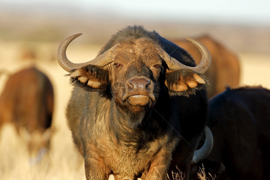 国民或者动物群南非莫卡拉公园非洲或开普水牛Synceruscaffer的肖像图片