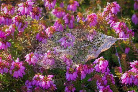 花园在阳光明媚的春日金叶骨架紧贴在粉红埃里卡花丛上粉色的紫图片