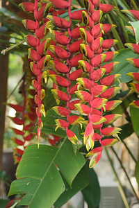 蝎尾蕉自然植物雨林图片