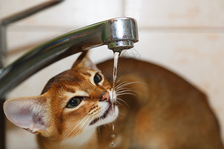 喝水的猫咪图片