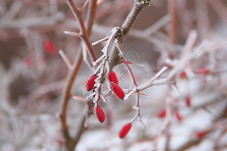 挂有冰晶的红色树枝水平近距离图像其深浅的冻柏贝里斯粗俗草地BarberryGemeineBerberitze浆果上面有挂在树枝的冰晶双子座覆盖场地背景