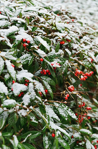 冬天季节绿布什在雪下有红樱桃寒冷的图片