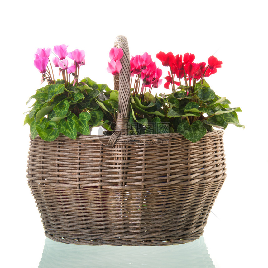 植物红和粉色塞克拉门在维杰篮子中被白背景隔绝开花颜色图片