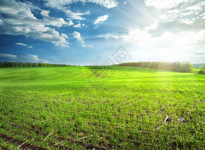 明亮的蓝色天空下明绿草地亮明目的农业图片