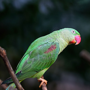 亚洲美丽的绿鸟一只雌亚历山德林帕拉凯特普西塔库拉阮詹图片
