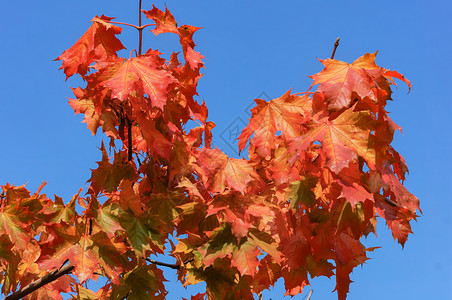 蓝天下的秋季枫叶图片