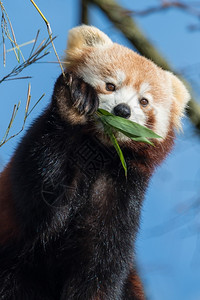 诱惑红色的动物熊猫吃竹子图片
