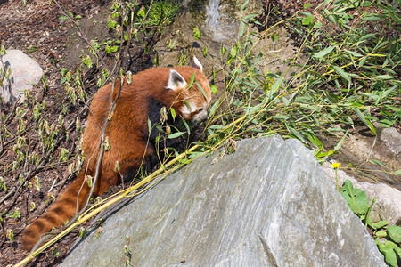 富根绿色白天红熊猫阿柳鲁斯花生坐在森林地板上吃竹子图片