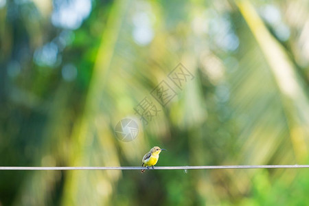 独自的电缆线上小鸟黄色和绿电线上的小鸟动物群背景图片