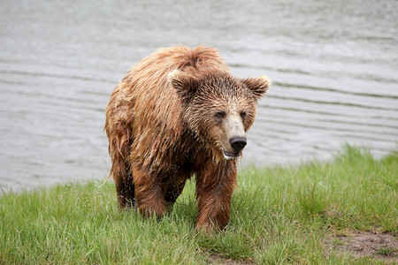 棕熊在大自然中户外美丽力量图片