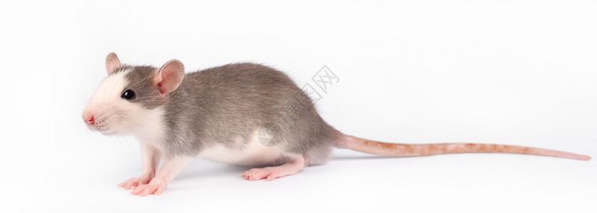 满的实验室有趣年轻老鼠被白色啮齿动物宠隔离工作室图片