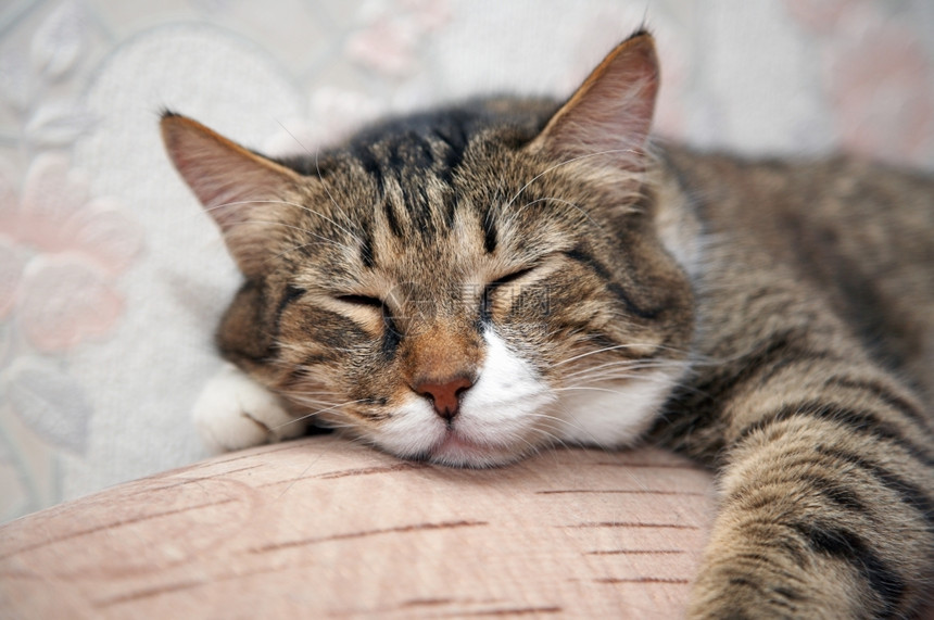 睡觉猫在沙发库齐亚高档猫12Yo眼睛蓬松的图片