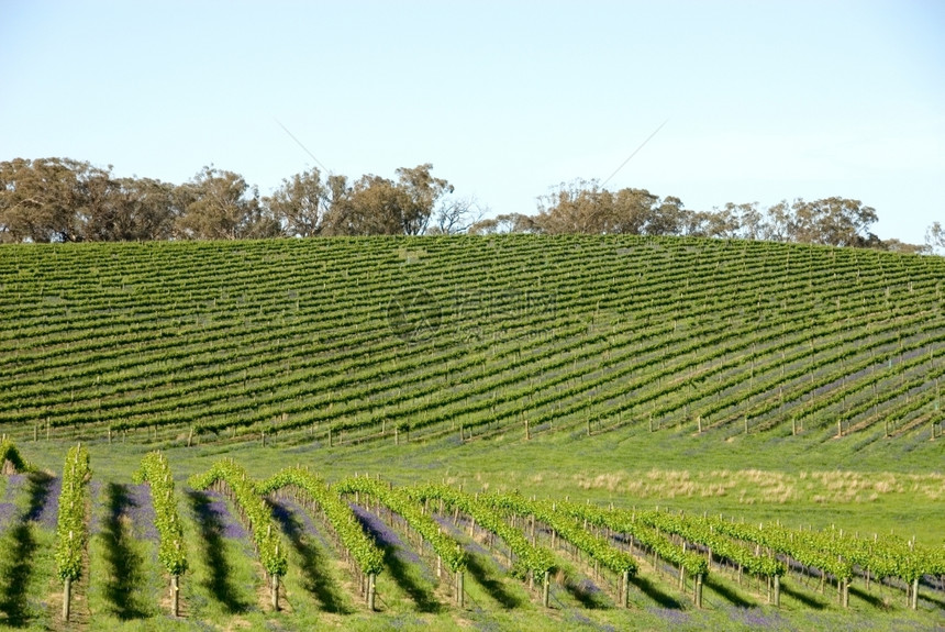 澳大利亚新南威尔士州Young附近的一个葡萄园酒精明尼斯葡萄藤图片