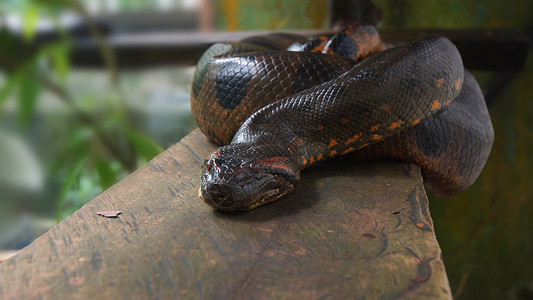 贝壳厄瓜多尔木原上的蟒蛇学名Eunectesmurinus美国科学的高清图片素材
