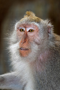 束状肌荒野印度尼西亚巴厘岛乌布德市马卡法西格罗奥利斯长尾猴子巴里尼的肖像灵长类动物毛皮高清图片素材