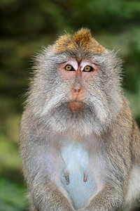 毛茸动物印度尼西亚巴厘岛乌布德市马卡法西格罗奥利斯长尾猴子巴里尼的肖像户外脸高清图片素材