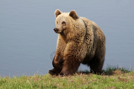 野生动物棕熊哺乳动物高清图片素材