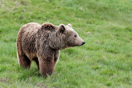 野生动物棕熊捕食者高清图片素材