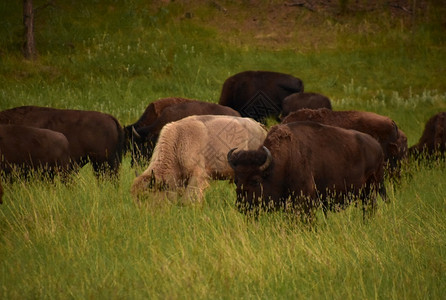 早晨荒野美国人清在一群美国水牛中放牧神圣的白水牛图片