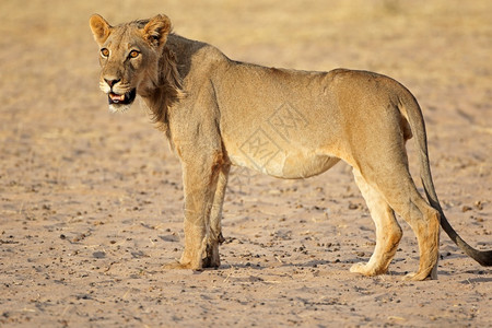 猫科动物男荒野南非卡拉哈里沙漠PantheraLeo南非卡拉哈里沙漠图片