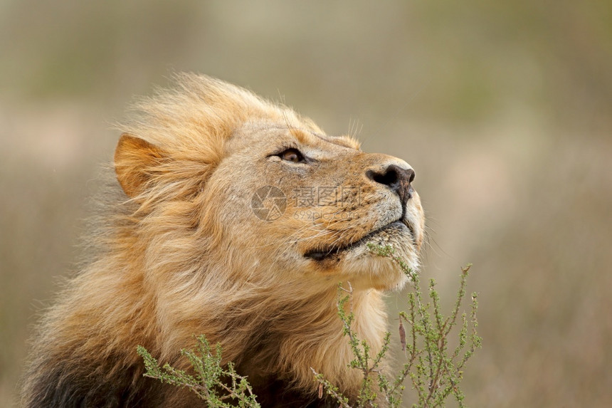 猫雄伟南非卡拉哈里沙漠PantheraLeo喀拉哈里沙漠南非危险的图片