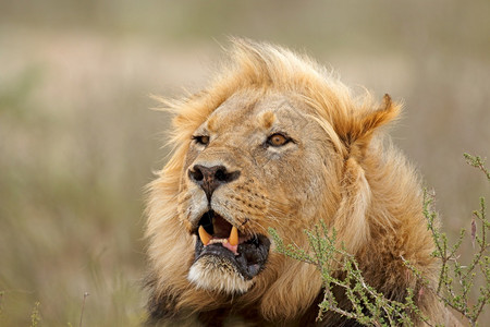 南非卡拉哈里沙漠PantheraLeo喀拉哈里沙漠南非男黑豹野生动物图片