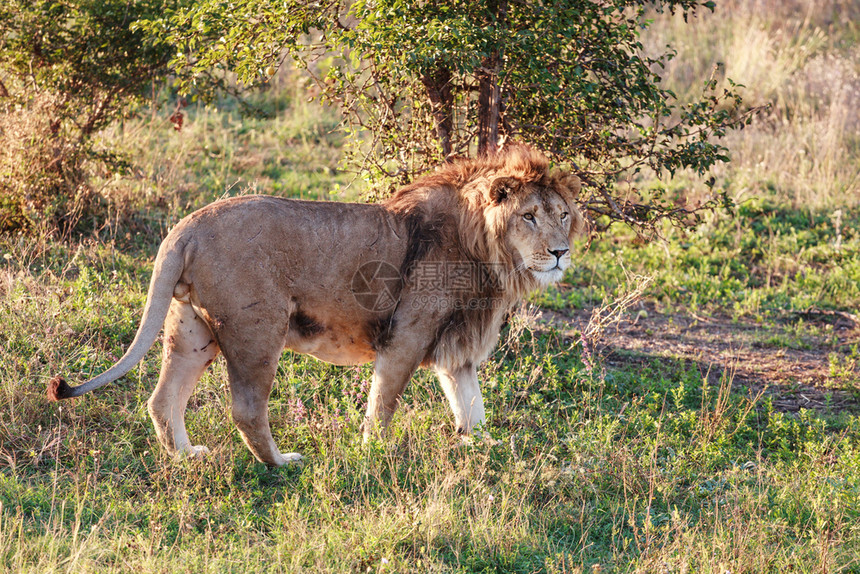 猫冷静的在热带稀树草原近距离的幕后之狮中年轻的子毛皮图片