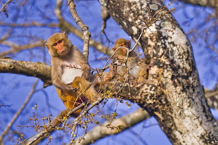 国之图腾环境恒河猴猕皇家巴迪亚国公园巴迪亚公园尼泊尔亚洲避难所生物多样背景
