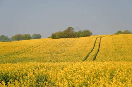德国石勒苏益格荷尔斯泰因四月油菜花田盛开绽放颜色图片