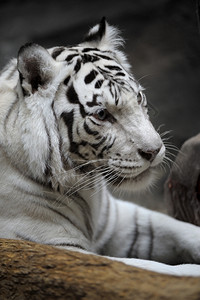 肉食动物黑豹白虎形鼻子图片
