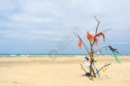 沙滩上的枯树图片