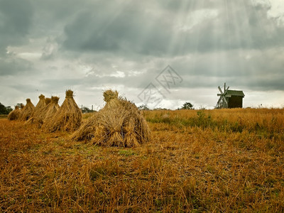 秋天稻田里的草垛图片