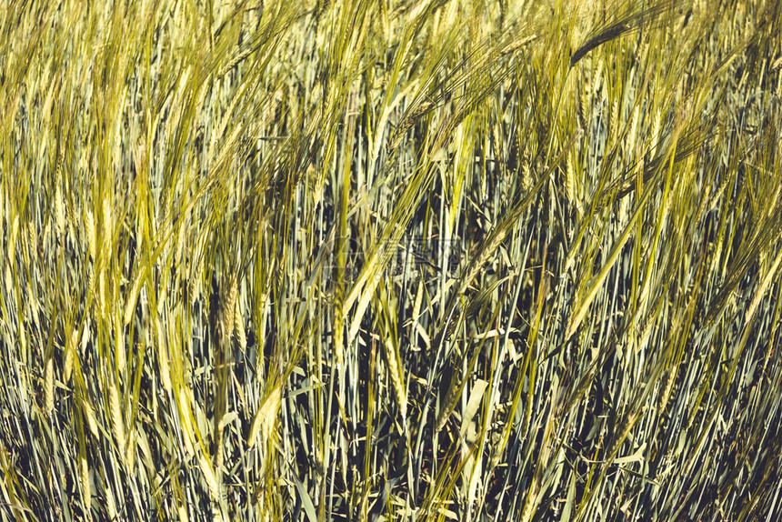 大麦农民种植谷物农户谷物有机的草图片