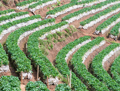 场地乡村的文化泰国高山上的草莓农场塔里海拔高山的草莓农场图片
