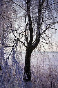 清除景观落叶冬天的雪树覆盖着寒冬下雪的树木季无处不在都有白雪图片