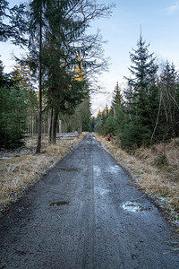 环境车道森林路中的行走途径图片