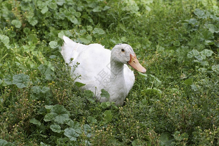 舌苔白厚白大鸭子躺在厚的绿草地上动物群自然农场背景