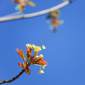 户外枫树枝长着新叶和开花的朵树叶有色图片