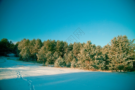 冬季晴天雪景森林空地图片