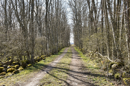 自然乡村的树木春季通过Hornbeam森林的乡村公路图片