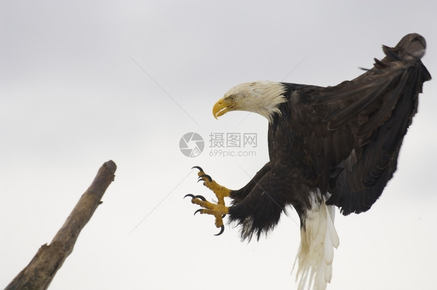 j美洲秃鹰飞行时机翼张开飞翔的鹰用灰色天空背景的棍杆上大宽着陆阿拉斯加秃鹰野白头图片