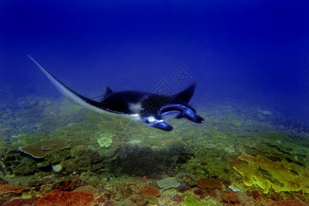 印度尼西亚巴厘Manta点潜水场曼塔射线下蝠鲼旅行图片